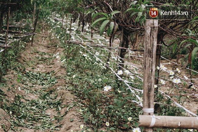 C&uacute;c họa mi nở rộ, cả v&ugrave;ng Nhật T&acirc;n v&agrave;o m&ugrave;a hốt bạc - Ảnh 2.