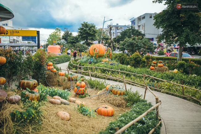 Vườn bí ngô ở Bình Tân: Điểm chụp ảnh hot nhất Halloween năm nay cho giới trẻ Sài Gòn - Ảnh 7.