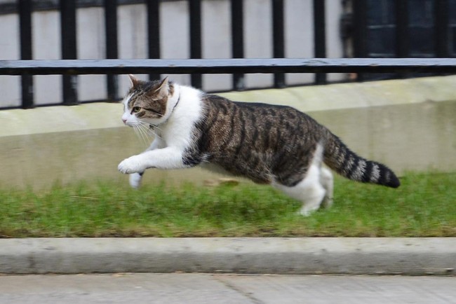 Con mèo ở dinh Thủ tướng Anh tiếp tục nhiệm kỳ mới sau khi ông Cameron rời đi - Ảnh 13.