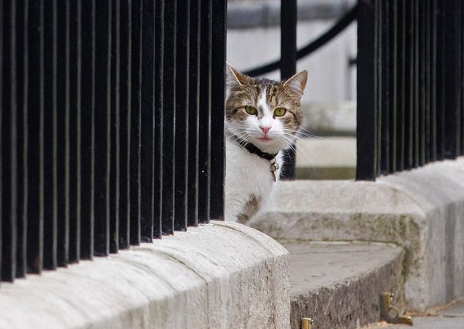 Con mèo ở dinh Thủ tướng Anh tiếp tục nhiệm kỳ mới sau khi ông Cameron rời đi - Ảnh 12.