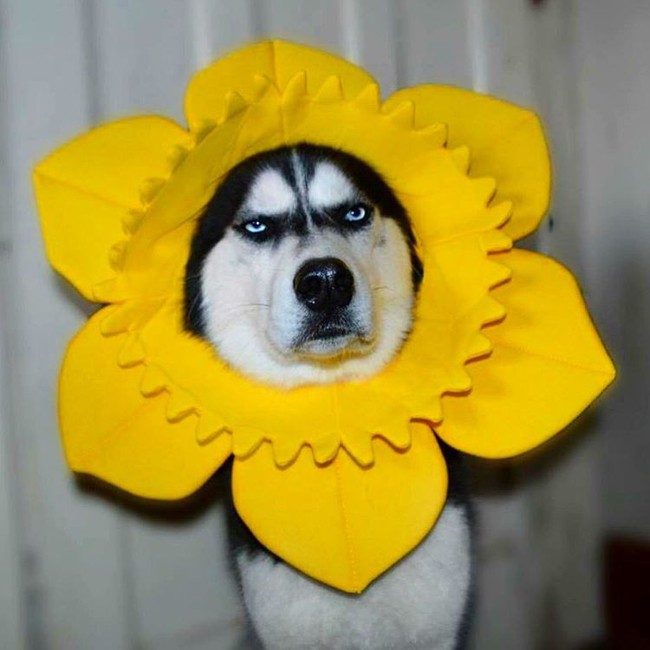 Chú chó với khuôn mặt khinh bỉ cả thế giới trở thành hiện tượng trên Instagram - Ảnh 20.