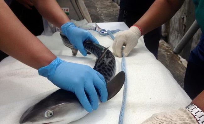 Mổ đẻ thành công cho 2 sản phụ cá mập, 75 nhóc tì lần lượt ra đời - Ảnh 4.