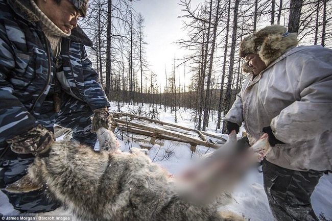 Theo chân những người thợ săn ở Siberia đi lột da chó sói - Ảnh 2.