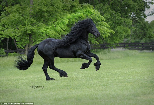 Lộ diện chú ngựa đẹp trai nhất thế giới! - Ảnh 4.