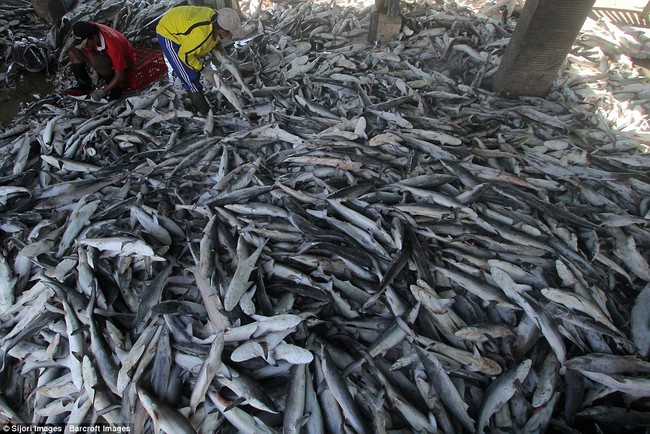Rùng mình cảnh hàng nghìn con cá mập bị xẻo vây, phơi xác giữa chợ Indonesia - Ảnh 1.