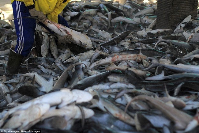 Rùng mình cảnh hàng nghìn con cá mập bị xẻo vây, phơi xác giữa chợ Indonesia - Ảnh 2.