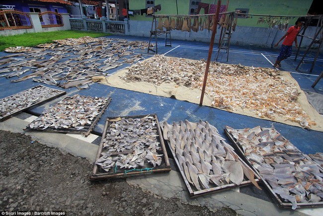 Rùng mình cảnh hàng nghìn con cá mập bị xẻo vây, phơi xác giữa chợ Indonesia - Ảnh 3.