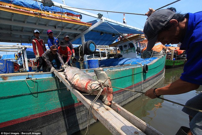 Rùng mình cảnh hàng nghìn con cá mập bị xẻo vây, phơi xác giữa chợ Indonesia - Ảnh 8.