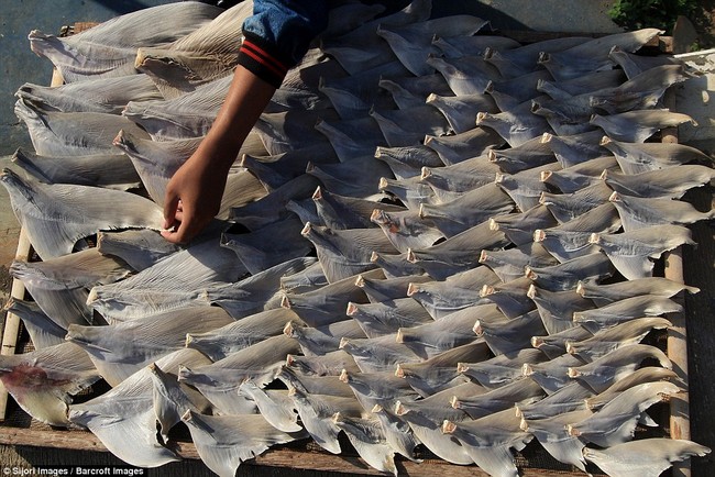Rùng mình cảnh hàng nghìn con cá mập bị xẻo vây, phơi xác giữa chợ Indonesia - Ảnh 9.