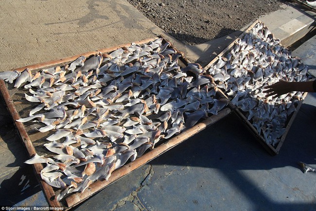 Rùng mình cảnh hàng nghìn con cá mập bị xẻo vây, phơi xác giữa chợ Indonesia - Ảnh 6.