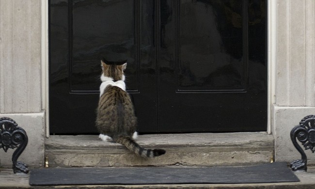 Con mèo ở dinh Thủ tướng Anh tiếp tục nhiệm kỳ mới sau khi ông Cameron rời đi - Ảnh 22.