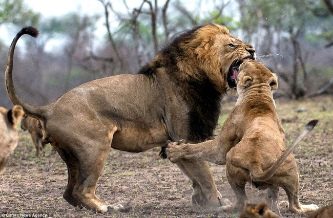 Dám cãi lời vợ, sư tử chồng bị đánh gãy răng - Ảnh 4.