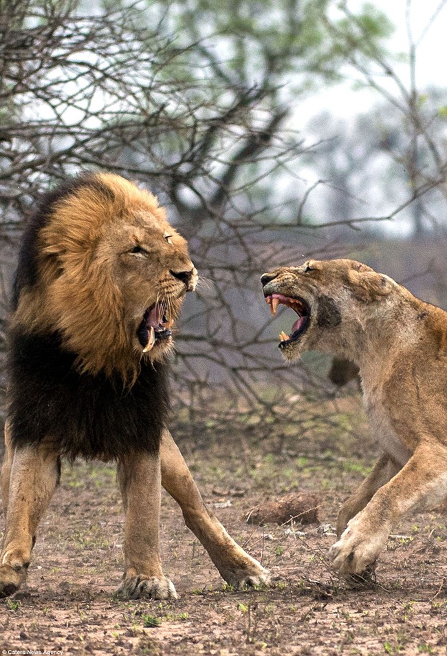 Dám cãi lời vợ, sư tử chồng bị đánh gãy răng - Ảnh 3.