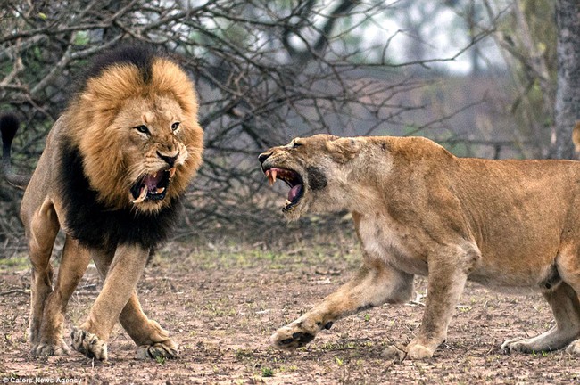 Dám cãi lời vợ, sư tử chồng bị đánh gãy răng - Ảnh 1.