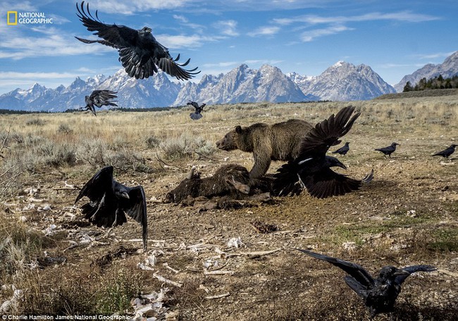 Top 10 bức ảnh đẹp nhất của National Geographic trong năm 2016 - Ảnh 11.