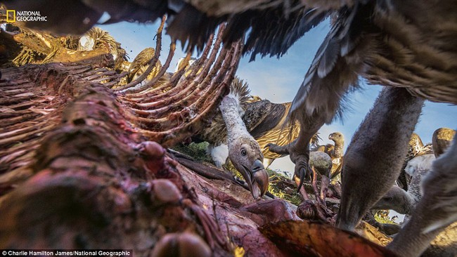 Top 10 bức ảnh đẹp nhất của National Geographic trong năm 2016 - Ảnh 7.