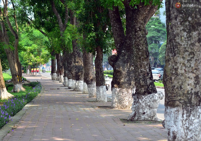 Chùm ảnh: Ngắm hàng cây cổ thụ xanh ngút mắt ở phố Kim Mã trước ngày di dời - Ảnh 4.