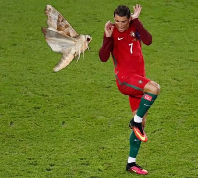 Chú bướm đêm đậu trên mắt Ronaldo gây sốt cộng đồng mạng - Ảnh 8.