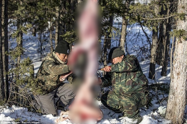 Theo chân những người thợ săn ở Siberia đi lột da chó sói - Ảnh 4.