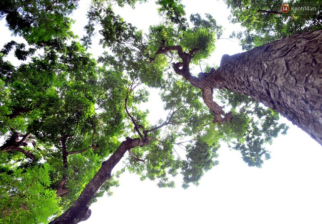 Chùm ảnh: Ngắm hàng cây cổ thụ xanh ngút mắt ở phố Kim Mã trước ngày di dời - Ảnh 5.