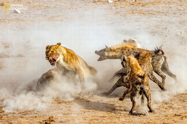 Những bức ảnh đẹp ngỡ ngàng về thế giới tự nhiên trong cuộc thi của Tạp chí National Geographic - Ảnh 7.