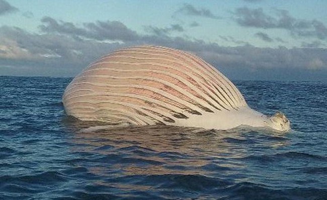 Úc: Ngư dân choáng váng khi phát hiện quái vật nổi lềnh bềnh trên mặt biển - Ảnh 2.
