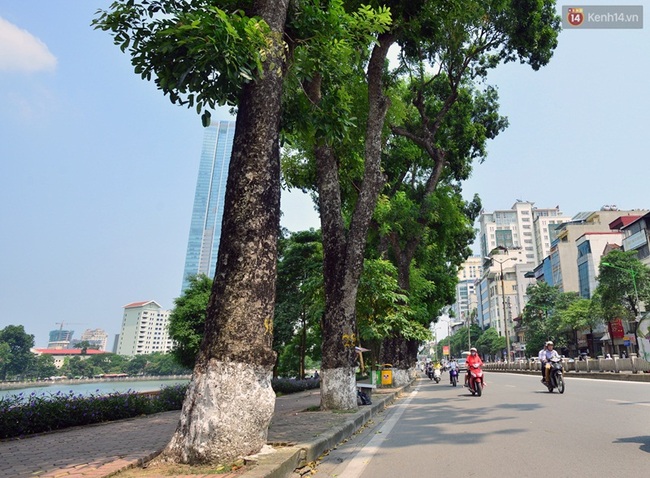 Chùm ảnh: Ngắm hàng cây cổ thụ xanh ngút mắt ở phố Kim Mã trước ngày di dời - Ảnh 6.