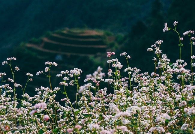 Ngắm mùa hoa tam giác mạch đẹp mê mải về ở Hà Giang - Ảnh 6.