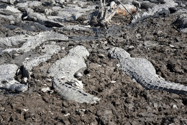 Hạn hán nghiêm trọng, hàng trăm con cá sấu chết khô trong đầm lầy cạn nước - Ảnh 6.