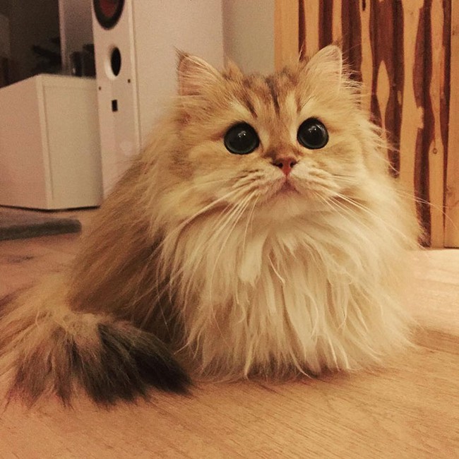 Gặp gỡ nàng mèo xinh đẹp ăn ảnh nhất trên Instagram - Ảnh 9.