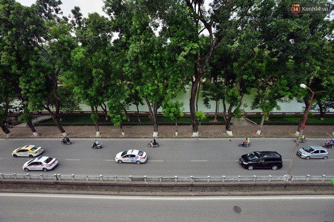 Chùm ảnh: Ngắm hàng cây cổ thụ xanh ngút mắt ở phố Kim Mã trước ngày di dời - Ảnh 8.