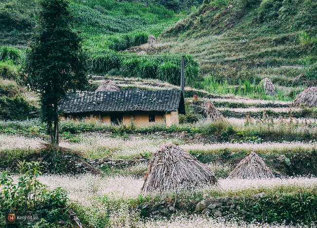 Ngắm mùa hoa tam giác mạch đẹp mê mải về ở Hà Giang - Ảnh 8.