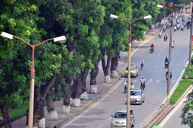 Chùm ảnh: Ngắm hàng cây cổ thụ xanh ngút mắt ở phố Kim Mã trước ngày di dời - Ảnh 9.
