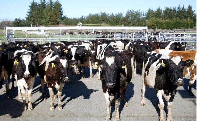 New Zealand: chủ trang trại ỉu xìu như bánh đa ngâm nước vì 500 con bò bị ăn trộm - Ảnh 1.