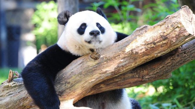 Gấu tr&uacute;c khổng lồ đ&atilde; biến mất trong S&aacute;ch Đỏ - Ảnh 1.