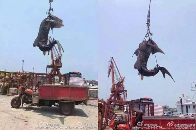 Số phận bi thảm của chú cá mập voi xinh đẹp tại Trung Quốc khiến dư luận thế giới phẫn nộ - Ảnh 4.