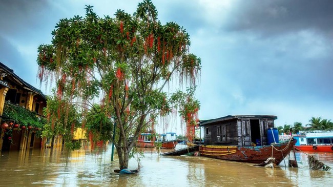 C&oacute; một Hội An l&atilde;ng mạn như thế n&agrave;y đ&acirc;y trong m&ugrave;a nước lũ - Ảnh 1.