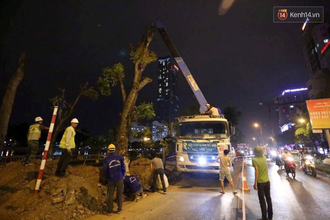 C&ocirc;ng nh&acirc;n trắng đ&ecirc;m di dời h&agrave;ng c&acirc;y x&agrave; cừ tr&ecirc;n đường Kim M&atilde; - Ảnh 2.