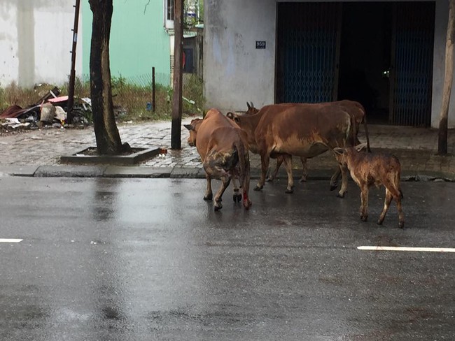 Cư dân mạng xót xa với hình ảnh chú bò đáng thương bị gãy chân, đứt đuôi bước đi khó nhọc trên đường - Ảnh 3.