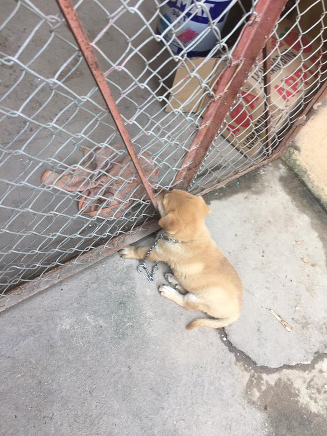 Ch&uacute; ch&oacute; con đ&aacute;ng y&ecirc;u nhất định phải kiếm được chỗ dựa mới ngủ - Ảnh 3.