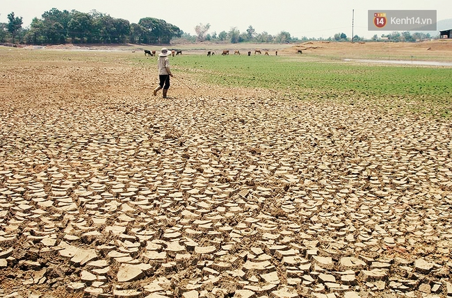 Người Tây Nguyên quay quắt trong chảo lửa hạn hán lịch sử - Ảnh 6.