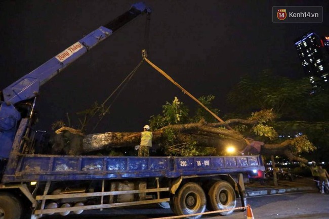 C&ocirc;ng nh&acirc;n trắng đ&ecirc;m di dời h&agrave;ng c&acirc;y x&agrave; cừ tr&ecirc;n đường Kim M&atilde; - Ảnh 11.