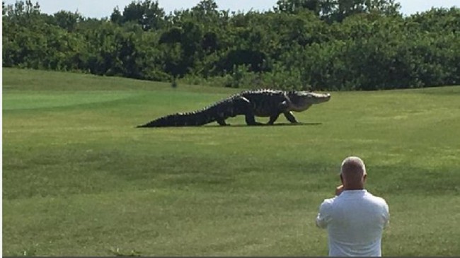 Kinh hãi cảnh cá sấu khổng lồ dài hơn 4,5m đi dạo trong sân golf - Ảnh 2.