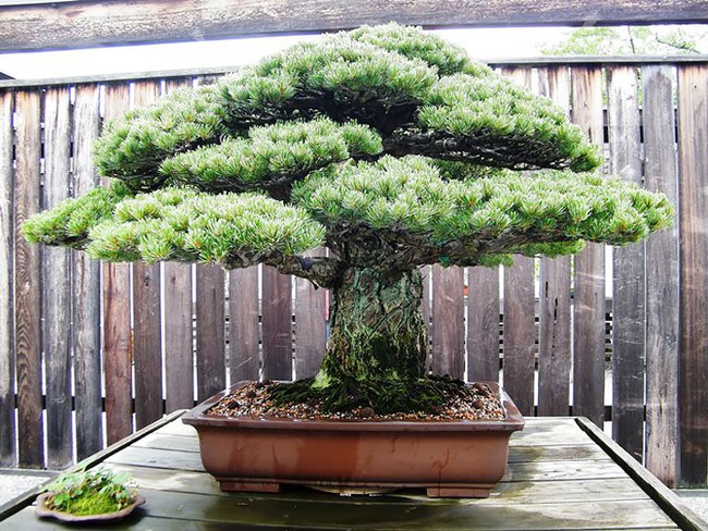 Bộ Sưu Tập Những Kiệt Tác Bonsai Đẹp Nhất Thế Giới