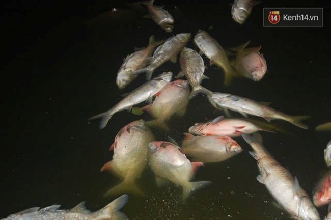 Hà Nội: Cá nặng cả cân chết bất thường ở hồ Linh Đàm, nhóm người thu dọn sạch sẽ trong đêm - Ảnh 5.