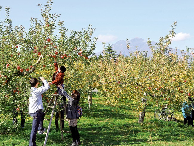 Vì tình yêu với vợ, cụ ông gàn dở nhất Nhật Bản đã dành 30 năm đi tìm cách trồng táo không thuốc trừ sâu - Ảnh 4.