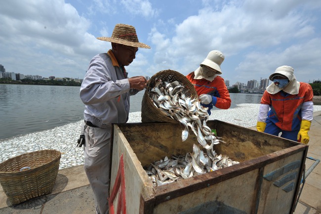 Trung Quốc: 35 tấn cá chết vây kín mặt hồ không rõ nguyên nhân - Ảnh 6.