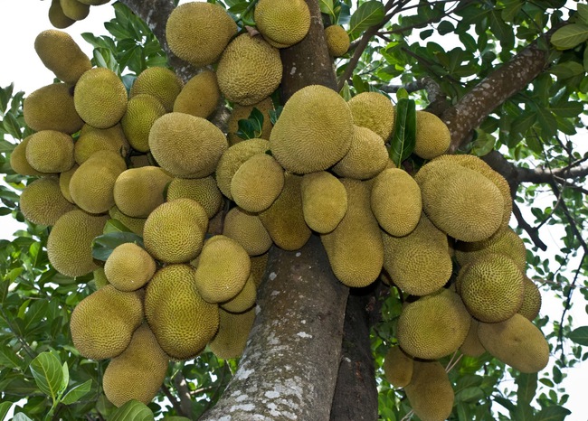 Việt Nam đang sở hữu một loại quả được mệnh danh là cứu tinh của thế giới - Ảnh 4.