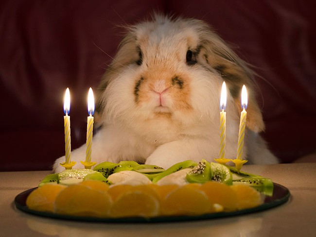 20 động vật có tiết mục quẩy sinh nhật còn tưng bừng hơn cả bạn - Ảnh 15.