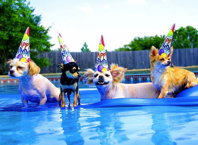 20 động vật có tiết mục quẩy sinh nhật còn tưng bừng hơn cả bạn - Ảnh 20.